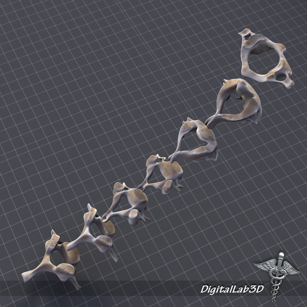 Human Cervical Vertebrae 3D Model – Detailed Medical Asset, FBX, PBR - View 8