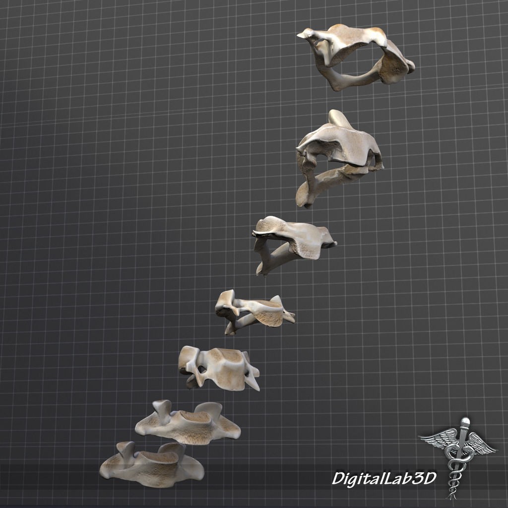 Human Cervical Vertebrae 3D Model – Detailed Medical Asset, FBX, PBR - View 9