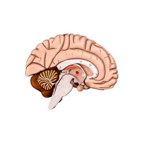 Human Brain 3D Model – Anatomical High Poly Asset, FBX, OBJ, PBR - View 10