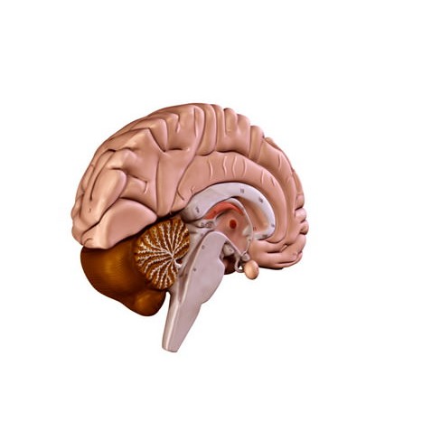 Human Brain 3D Model – Anatomical High Poly Asset, FBX, OBJ, PBR - View 11