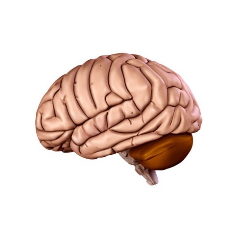 Human Brain 3D Model – Anatomical High Poly Asset, FBX, OBJ, PBR - View 12