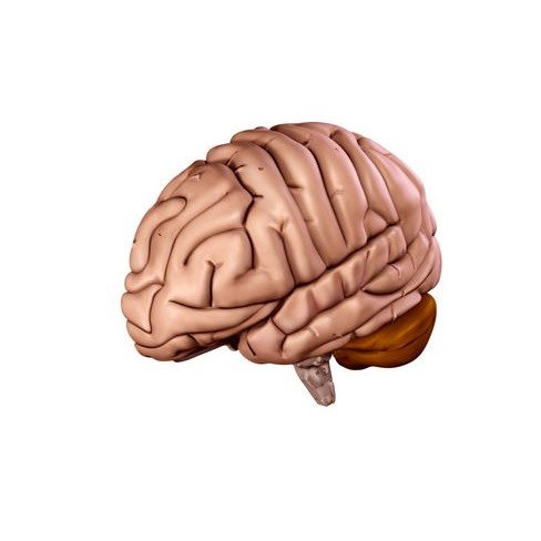 Human Brain 3D Model – Anatomical High Poly Asset, FBX, OBJ, PBR - View 13