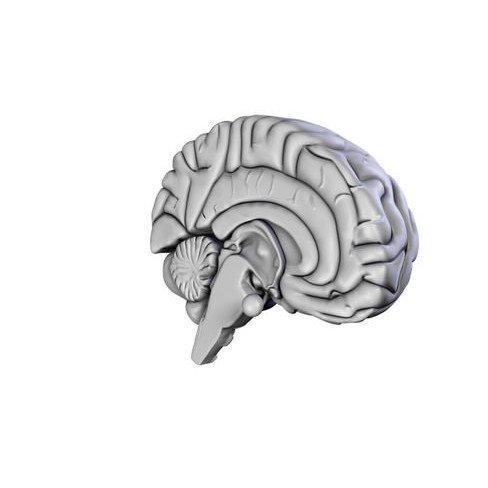 Human Brain 3D Model – Anatomical High Poly Asset, FBX, OBJ, PBR - View 14