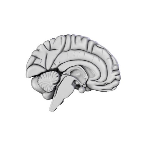 Human Brain 3D Model – Anatomical High Poly Asset, FBX, OBJ, PBR - View 15