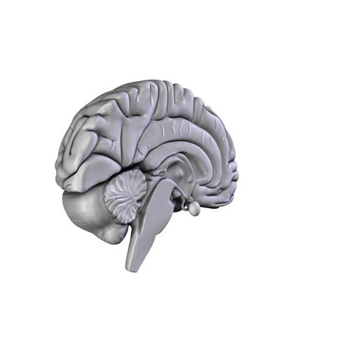Human Brain 3D Model – Anatomical High Poly Asset, FBX, OBJ, PBR - View 16