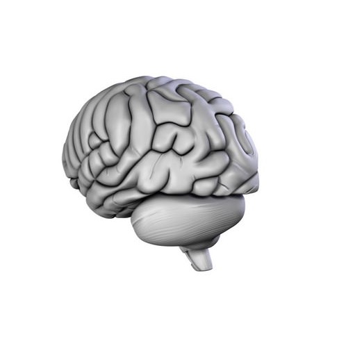 Human Brain 3D Model – Anatomical High Poly Asset, FBX, OBJ, PBR - View 17