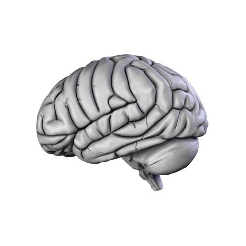 Human Brain 3D Model – Anatomical High Poly Asset, FBX, OBJ, PBR - View 18