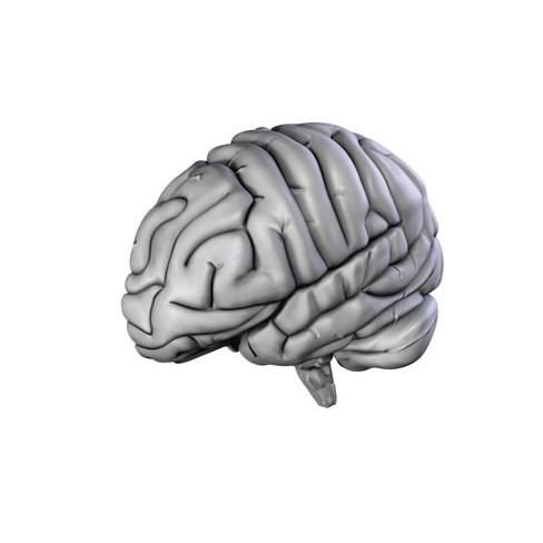 Human Brain 3D Model – Anatomical High Poly Asset, FBX, OBJ, PBR - View 19