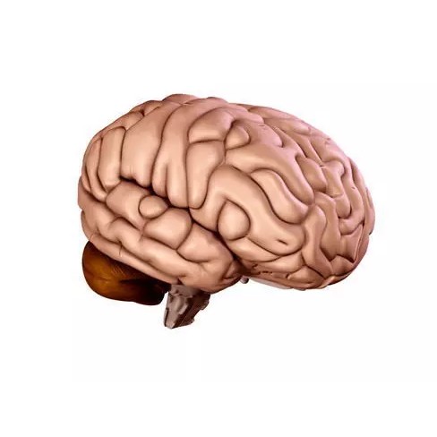 Human Brain 3D Model – Anatomical High Poly Asset, FBX, OBJ, PBR - View 2