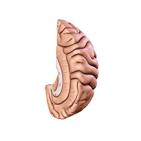 Human Brain 3D Model – Anatomical High Poly Asset, FBX, OBJ, PBR - View 20