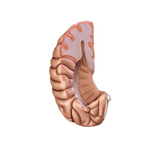 Human Brain 3D Model – Anatomical High Poly Asset, FBX, OBJ, PBR - View 21