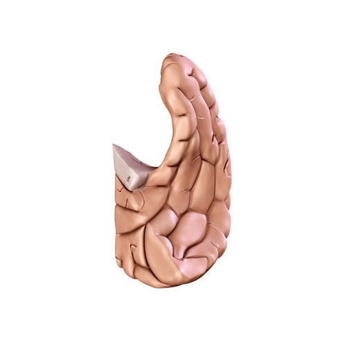 Human Brain 3D Model – Anatomical High Poly Asset, FBX, OBJ, PBR - View 22