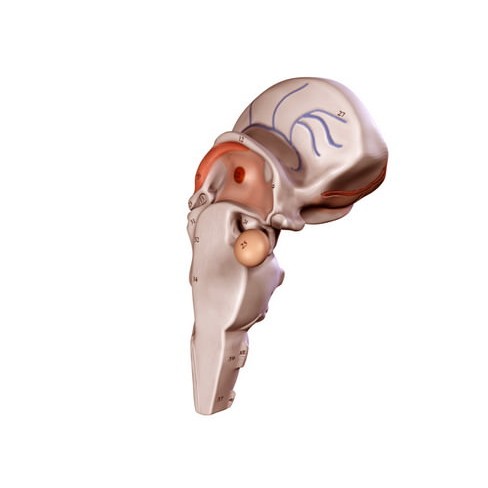 Human Brain 3D Model – Anatomical High Poly Asset, FBX, OBJ, PBR - View 26