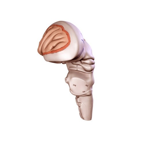 Human Brain 3D Model – Anatomical High Poly Asset, FBX, OBJ, PBR - View 27