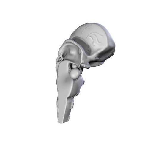 Human Brain 3D Model – Anatomical High Poly Asset, FBX, OBJ, PBR - View 28