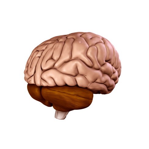 Human Brain 3D Model – Anatomical High Poly Asset, FBX, OBJ, PBR - View 3
