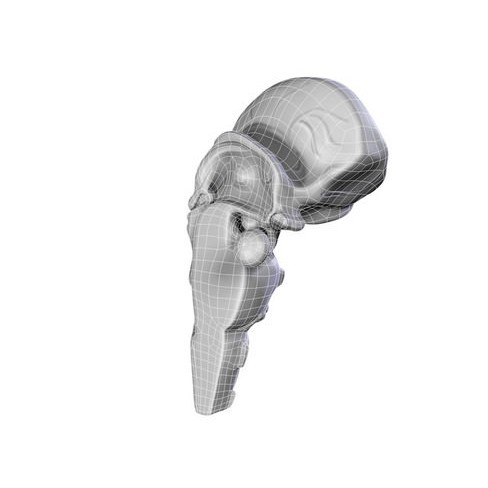 Human Brain 3D Model – Anatomical High Poly Asset, FBX, OBJ, PBR - View 30