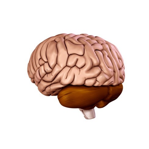Human Brain 3D Model – Anatomical High Poly Asset, FBX, OBJ, PBR - View 4
