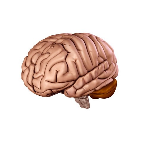 Human Brain 3D Model – Anatomical High Poly Asset, FBX, OBJ, PBR - View 5