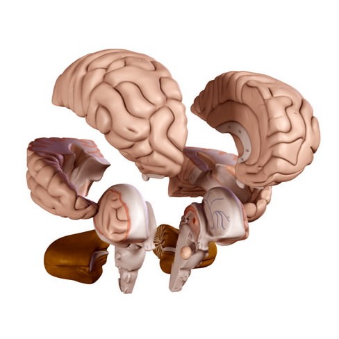 Human Brain 3D Model – Anatomical High Poly Asset, FBX, OBJ, PBR - View 6