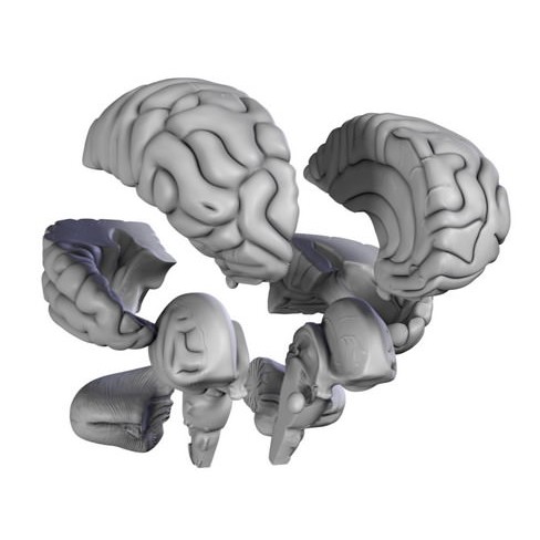 Human Brain 3D Model – Anatomical High Poly Asset, FBX, OBJ, PBR - View 7