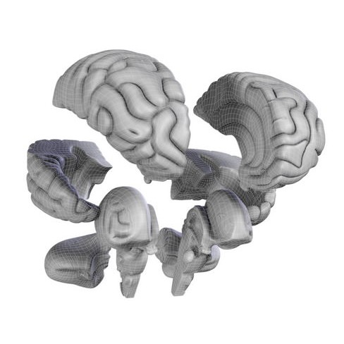 Human Brain 3D Model – Anatomical High Poly Asset, FBX, OBJ, PBR - View 8
