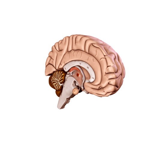 Human Brain 3D Model – Anatomical High Poly Asset, FBX, OBJ, PBR - View 9