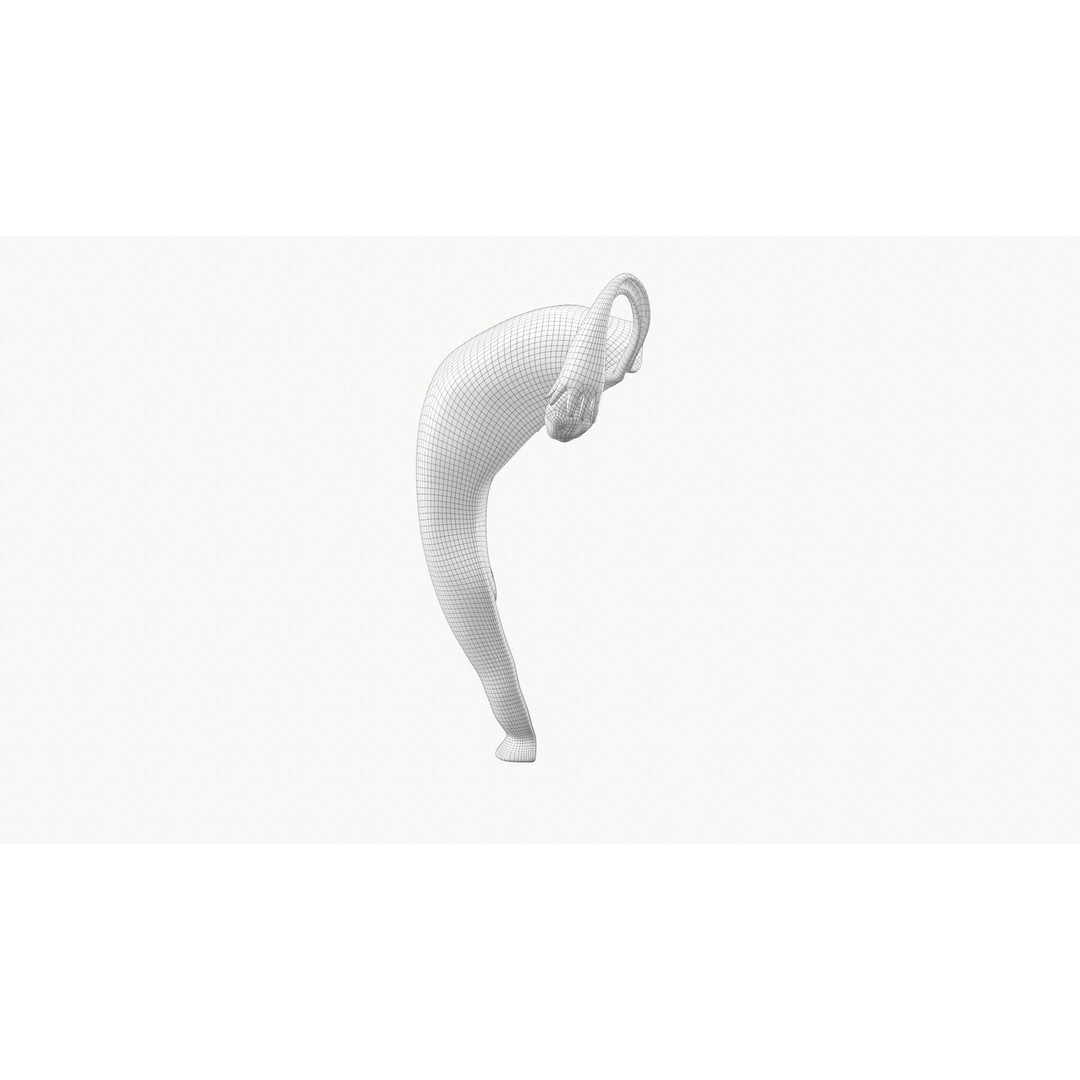 Female Reproductive System Section 3D Model – PBR Anatomical Asset, FBX/OBJ