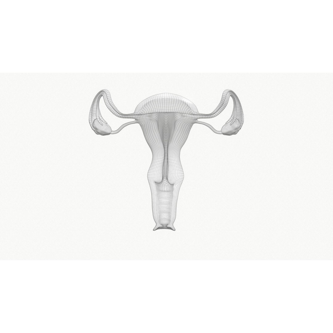 Female Reproductive System Section 3D Model – PBR Anatomical Asset, FBX/OBJ - View 10