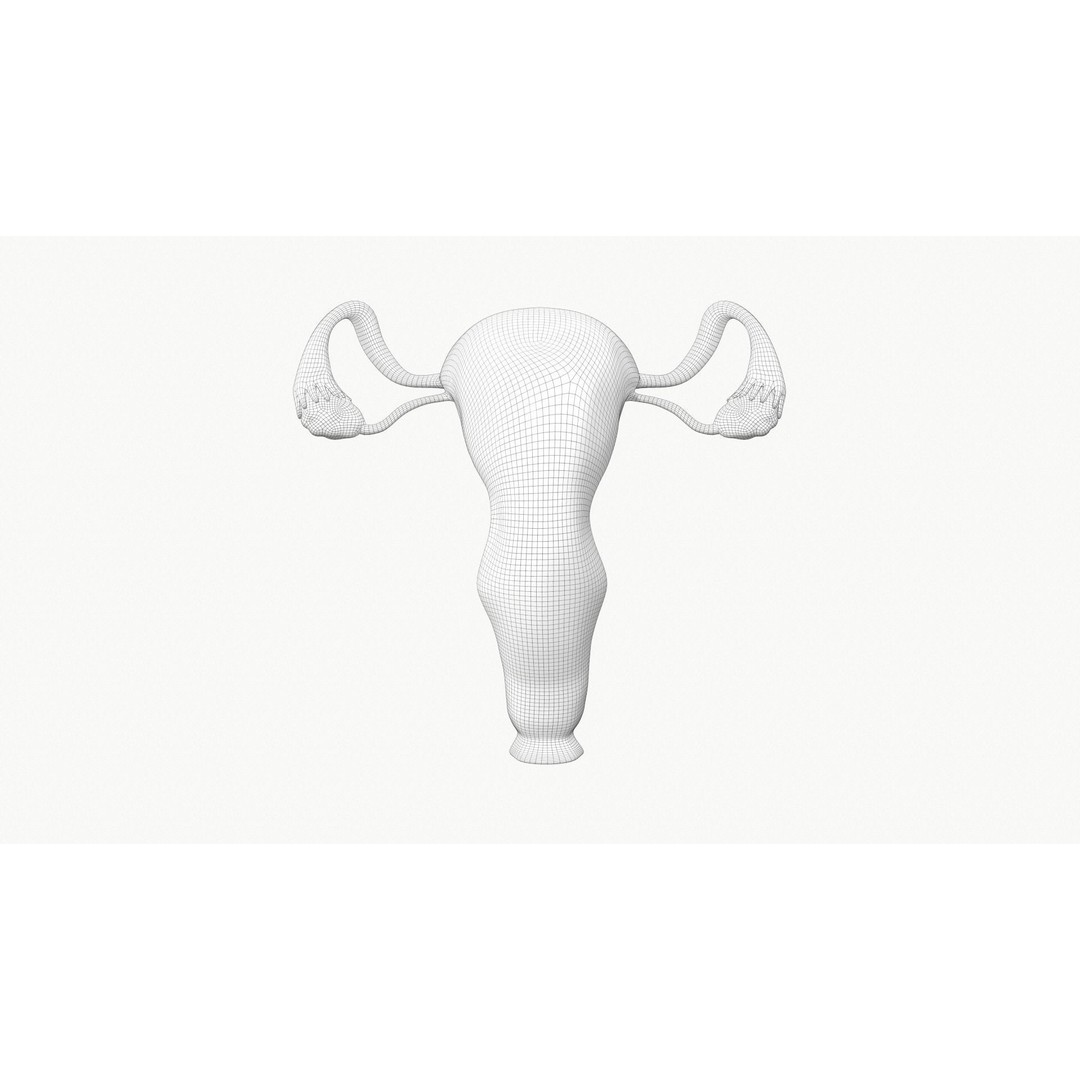 Female Reproductive System Section 3D Model – PBR Anatomical Asset, FBX/OBJ - View 11