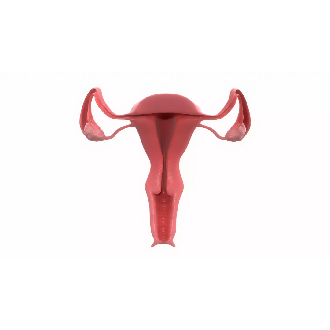 Female Reproductive System Section 3D Model – PBR Anatomical Asset, FBX/OBJ - View 2
