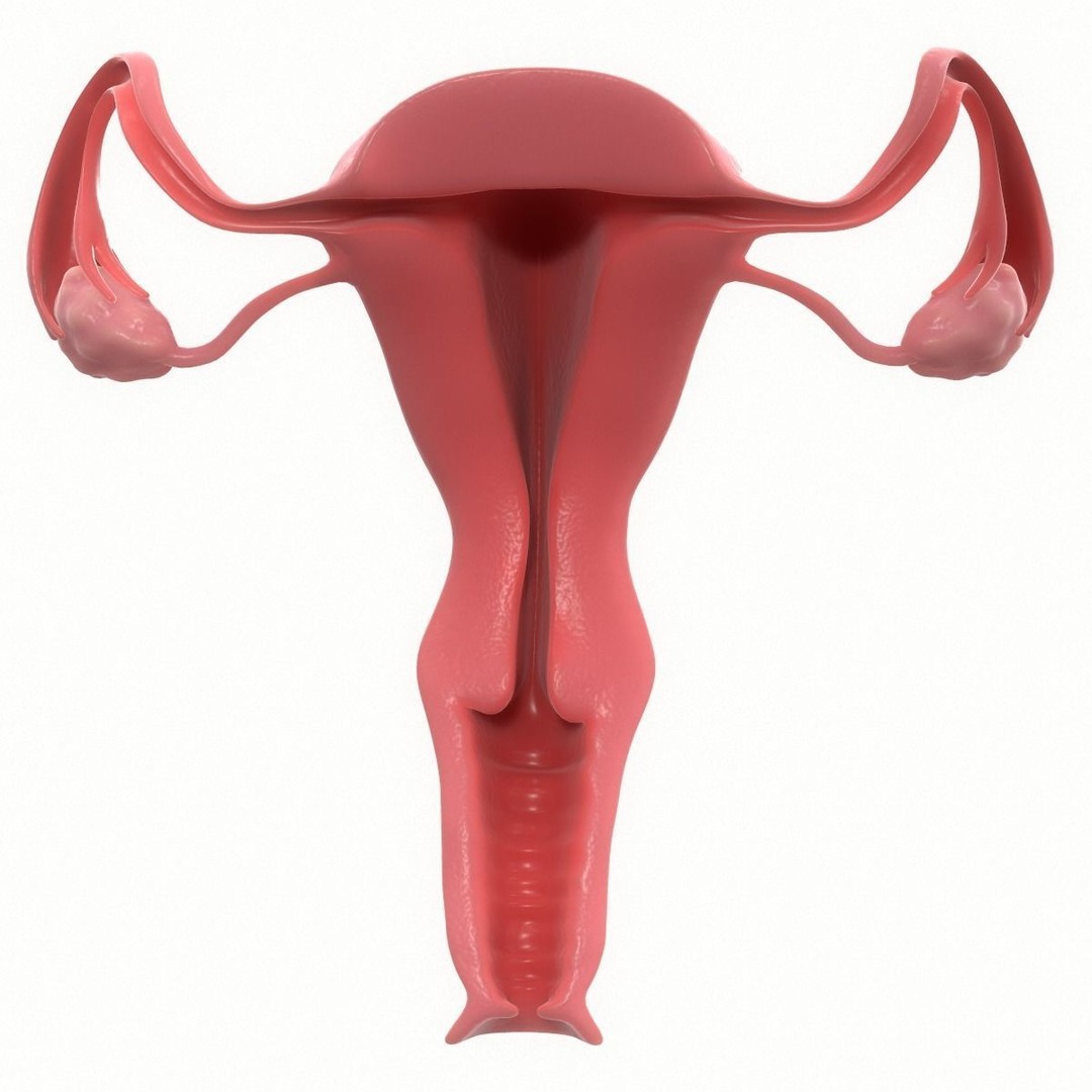Female Reproductive System Section 3D Model – PBR Anatomical Asset, FBX/OBJ - View 3