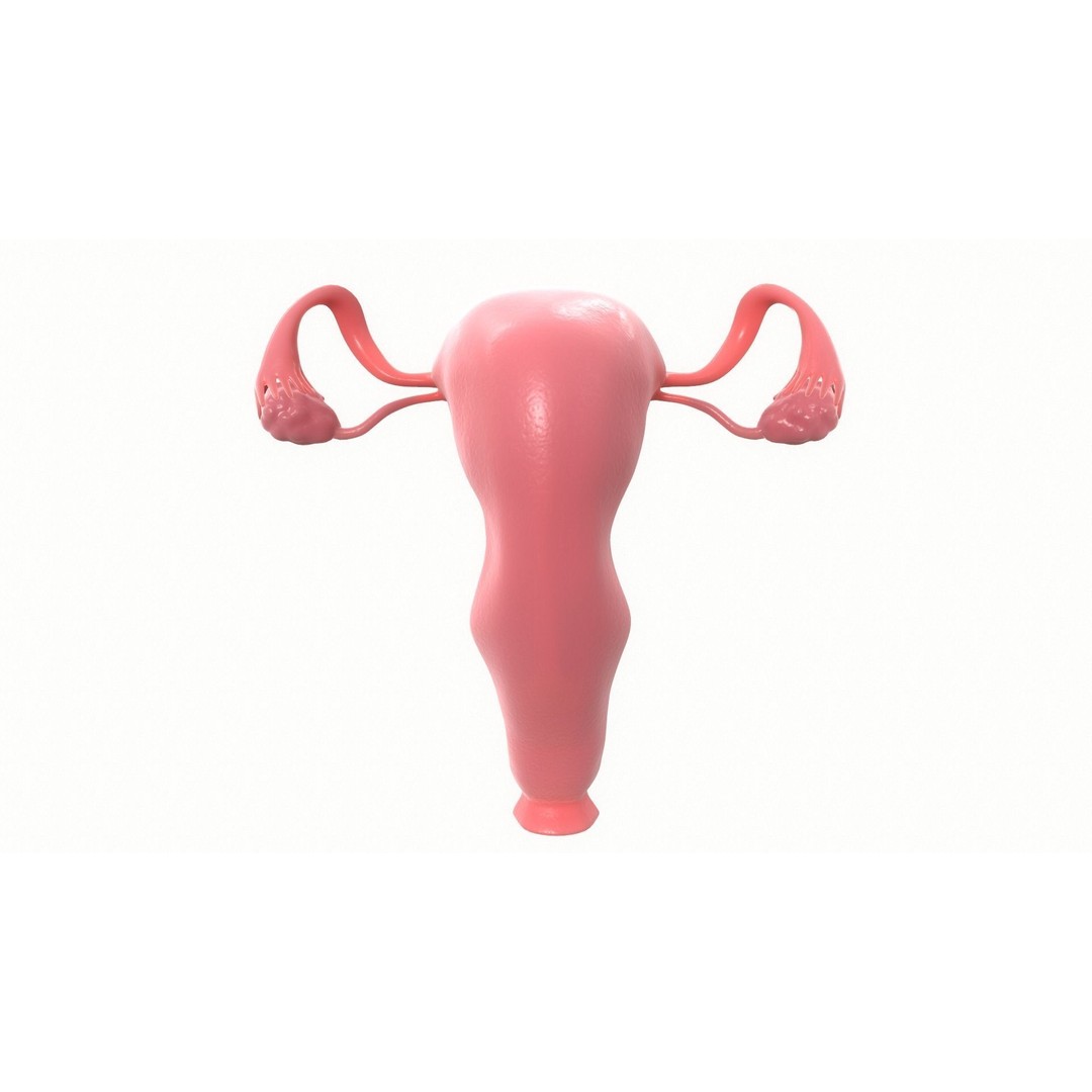 Female Reproductive System Section 3D Model – PBR Anatomical Asset, FBX/OBJ - View 4