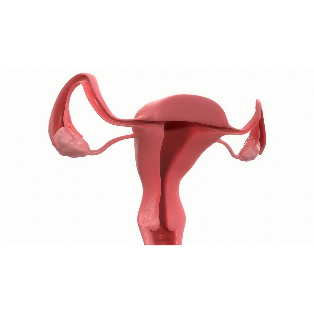 Female Reproductive System Section 3D Model – PBR Anatomical Asset, FBX/OBJ - View 5