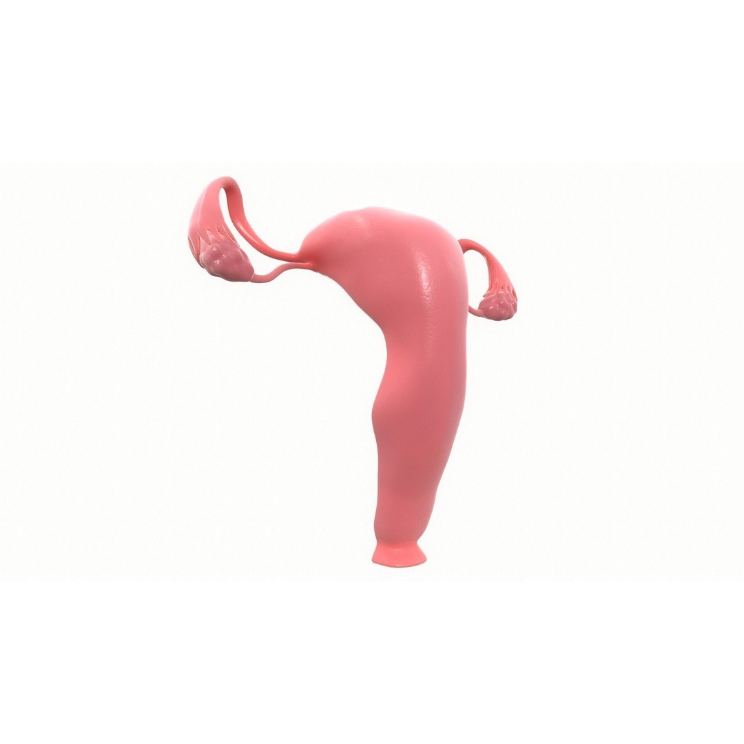 Female Reproductive System Section 3D Model – PBR Anatomical Asset, FBX/OBJ - View 6