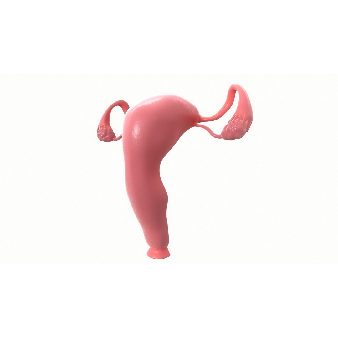 Female Reproductive System Section 3D Model – PBR Anatomical Asset, FBX/OBJ - View 7