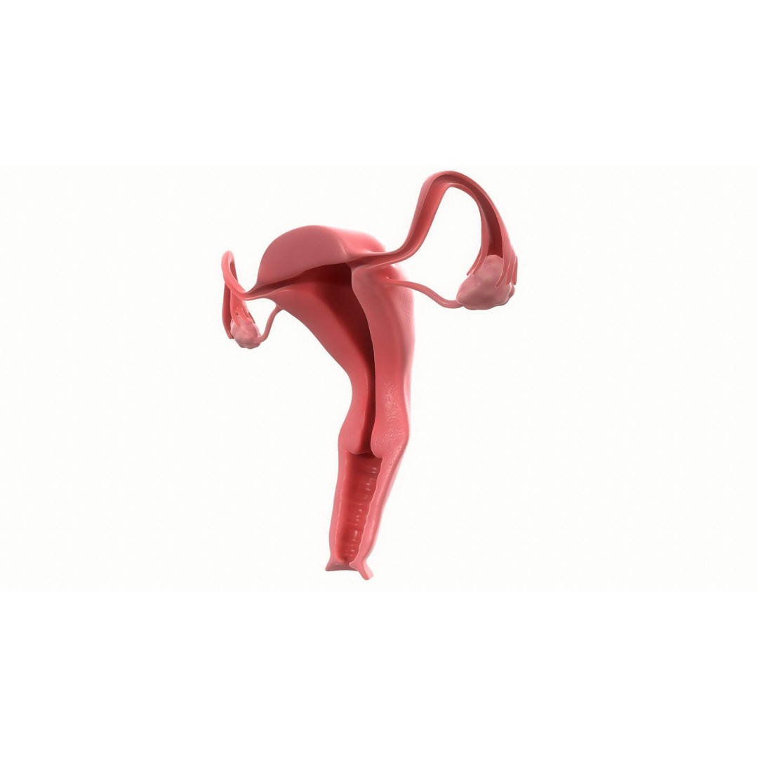 Female Reproductive System Section 3D Model – PBR Anatomical Asset, FBX/OBJ - View 8