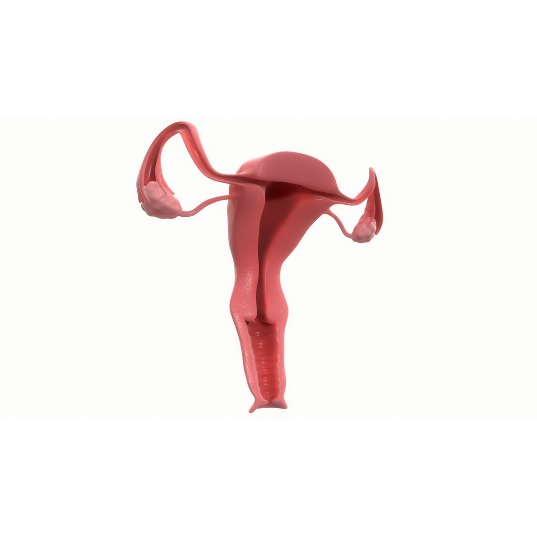 Female Reproductive System Section 3D Model – PBR Anatomical Asset, FBX/OBJ - View 9