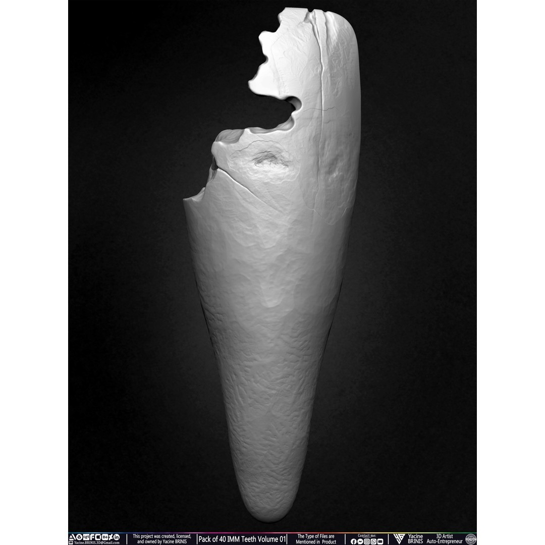 Pack of 40 IMM Teeth 3D Model – Anatomically Inspired Dental Assets for ZBrush - View 31