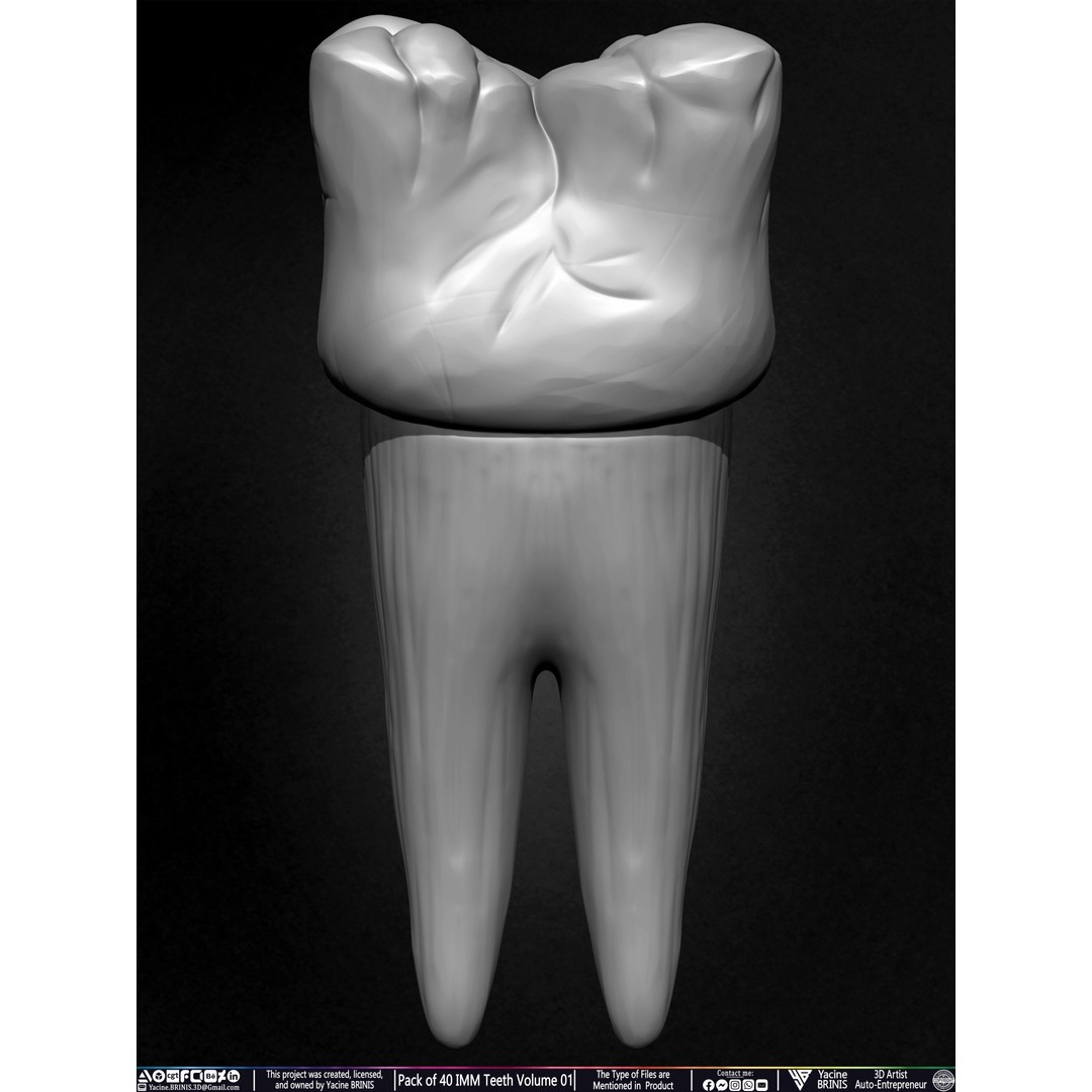 Pack of 40 IMM Teeth 3D Model – Anatomically Inspired Dental Assets for ZBrush - View 43