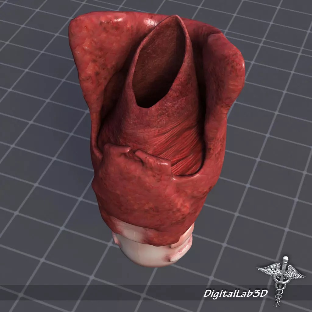 Throat Larynx 3D Model – Detailed Medical Asset, FBX, OBJ - View 2