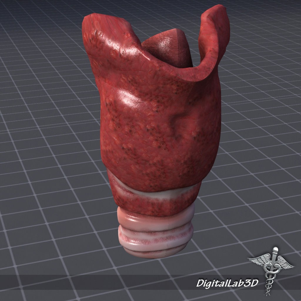 Throat Larynx 3D Model – Detailed Medical Asset, FBX, OBJ - View 3