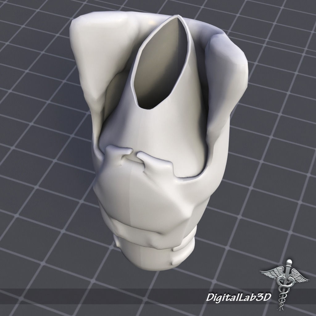 Throat Larynx 3D Model – Detailed Medical Asset, FBX, OBJ - View 5