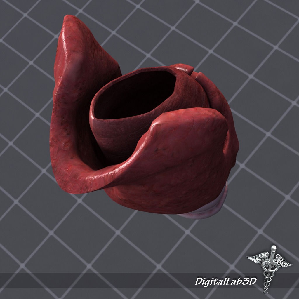 Throat Larynx 3D Model – Detailed Medical Asset, FBX, OBJ - View 6