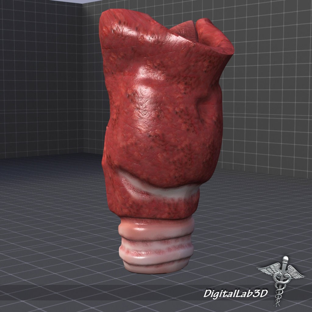 Throat Larynx 3D Model – Detailed Medical Asset, FBX, OBJ - View 7