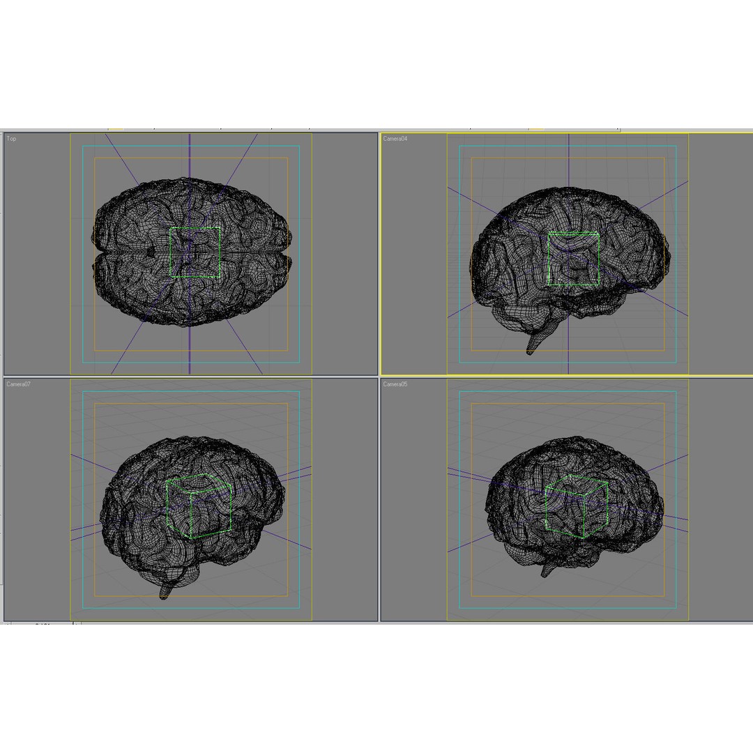 Human Brain 3D Model – Anatomical Structure, PBR Textures, FBX