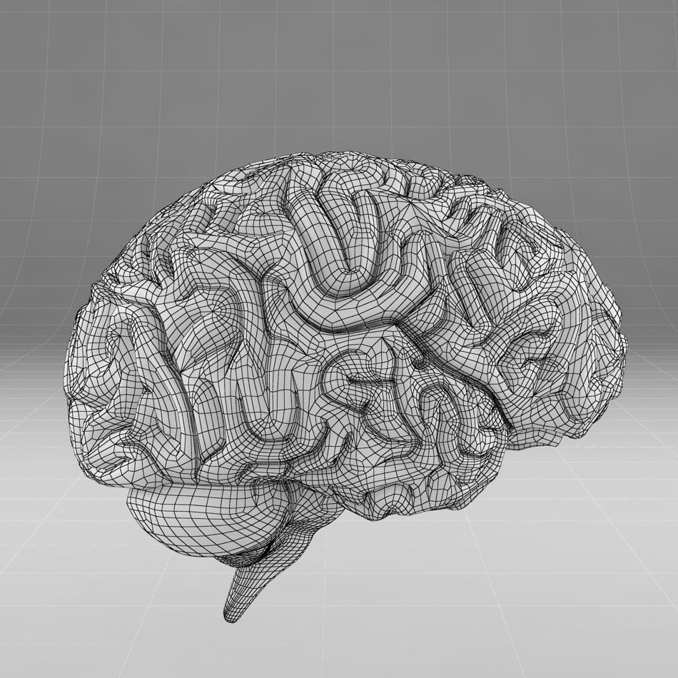 Human Brain 3D Model – Anatomical Structure, PBR Textures, FBX - View 10