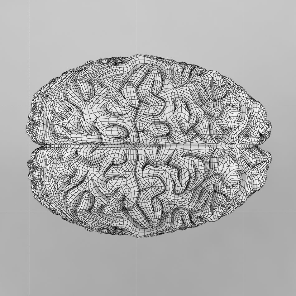 Human Brain 3D Model – Anatomical Structure, PBR Textures, FBX - View 11