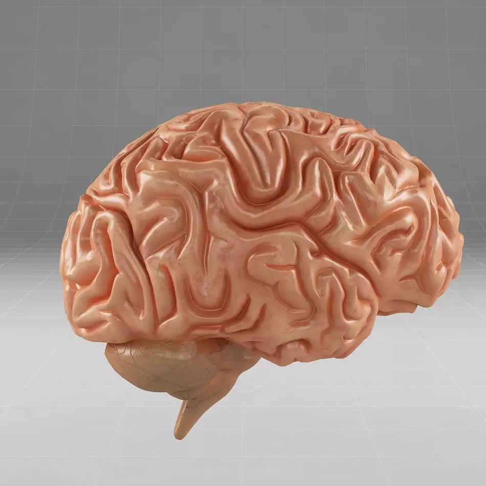 Human Brain 3D Model – Anatomical Structure, PBR Textures, FBX - View 2