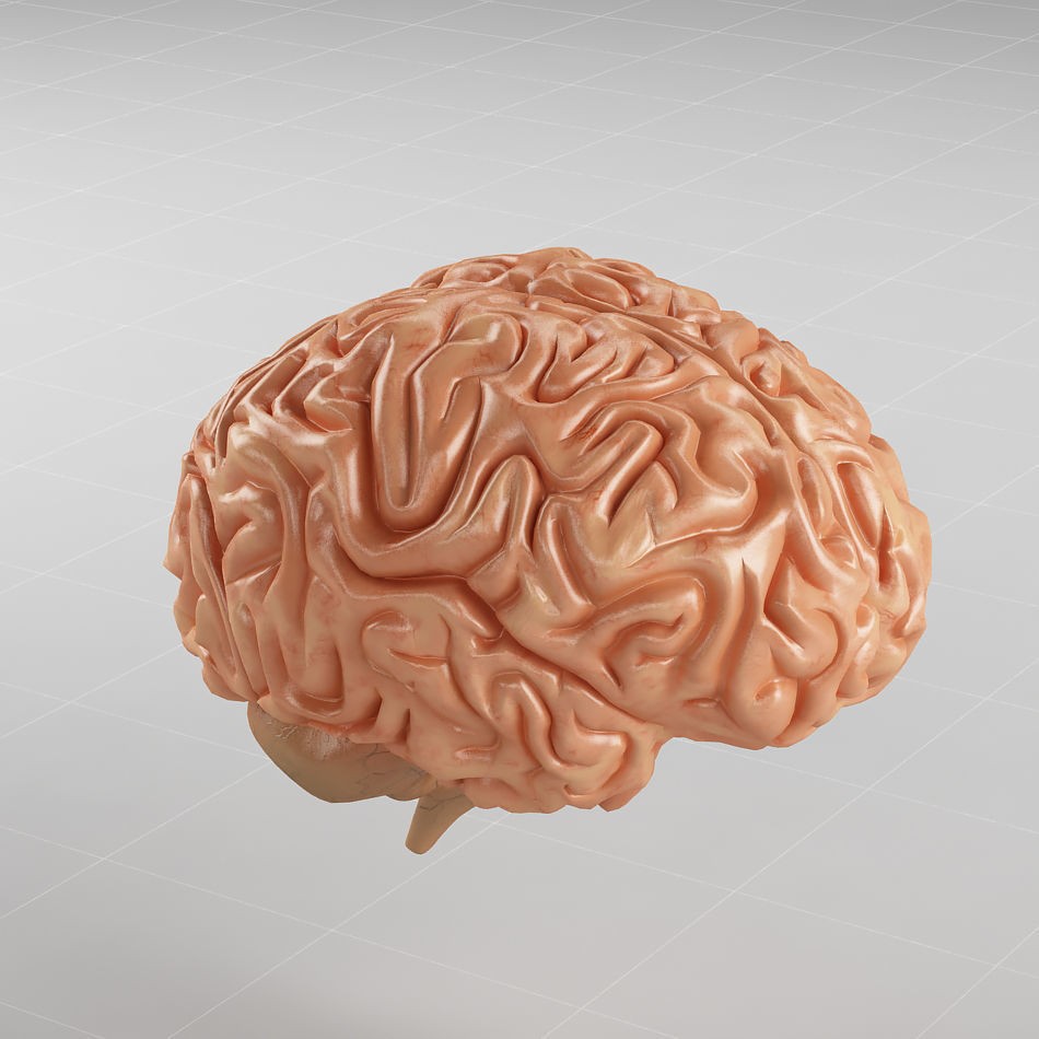 Human Brain 3D Model – Anatomical Structure, PBR Textures, FBX - View 3